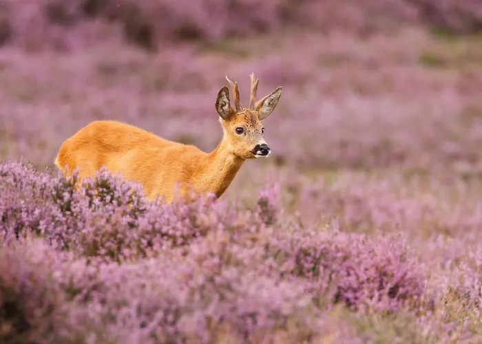 Boutique Beekhuizen 3*