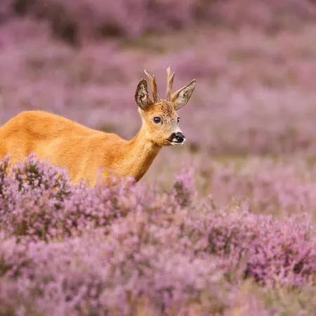 Boutique Beekhuizen 3*